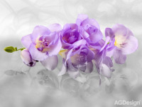 Fototapeta 2400 c Orchidea