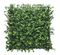 Buxus